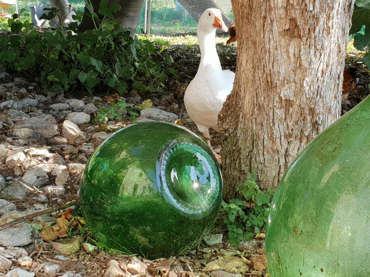 B & B La Primavera Pergola Dış mekan fotoğraf